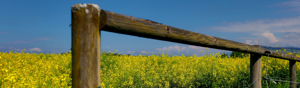 fence
